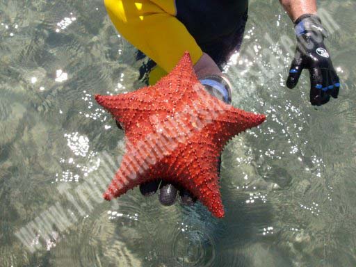 Star fish in Bay of Trujillo, Honduras